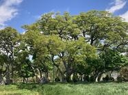 지도 태천리 노거수림1 이미지 크게보기