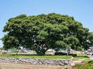 증도 우전리 팽나무1 이미지 크게보기