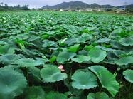 비금 용소리 용소1 이미지 크게보기