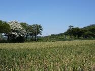 안좌 대리 우실1 이미지 크게보기