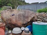 임자 화산 지석묘1 이미지 크게보기