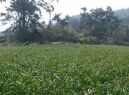 자은 한운리 도기요지1 이미지 크게보기