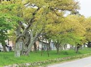 신안 도창리 노거수림1 이미지 크게보기