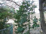 신안 흑산 진리 초령목자생지1 이미지 크게보기