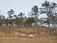 신안 상태서리 고분군1 이미지 크게보기