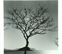 Baekgil Beach Tree 신안군 자은도
