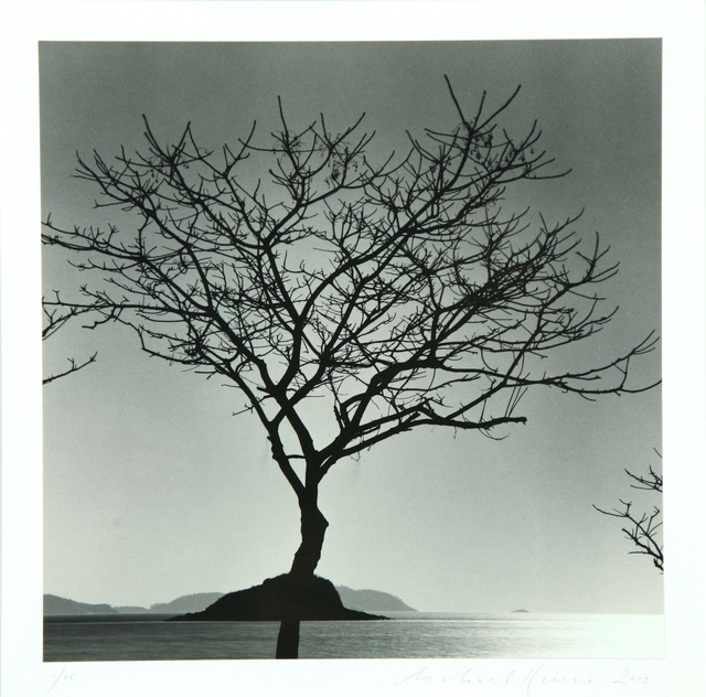 Baekgil Beach Tree 신안군 자은도