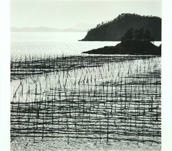 Seaweed Field 신안군 자은도