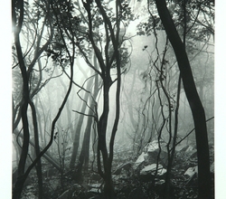 Mist Shrouded Forest 신안군 가거도