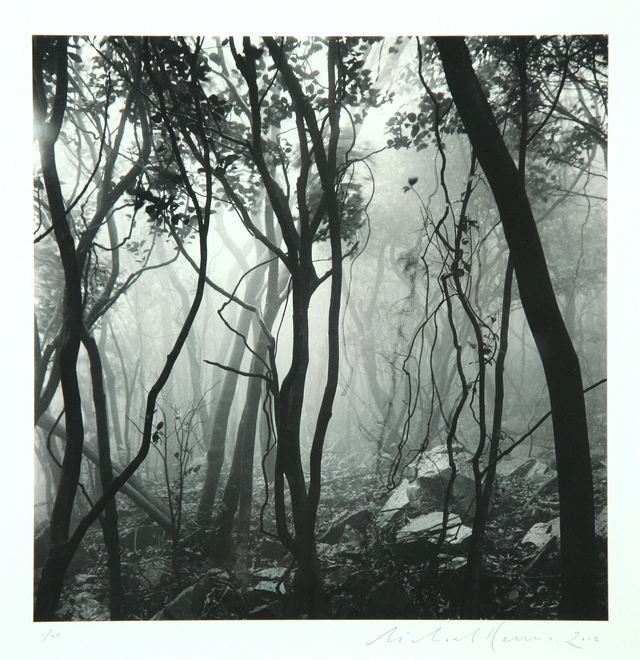 Mist Shrouded Forest 신안군 가거도