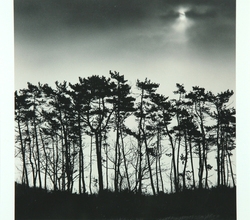 Moon Mountain Trees 신안군 장산도