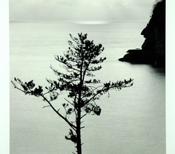 Tree and Rock Face 신안군 하의도