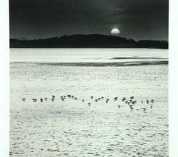 Feeding Birds 신안군 증도