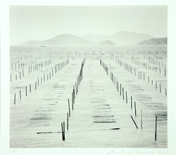 Seaweed Beds 신안군 증도