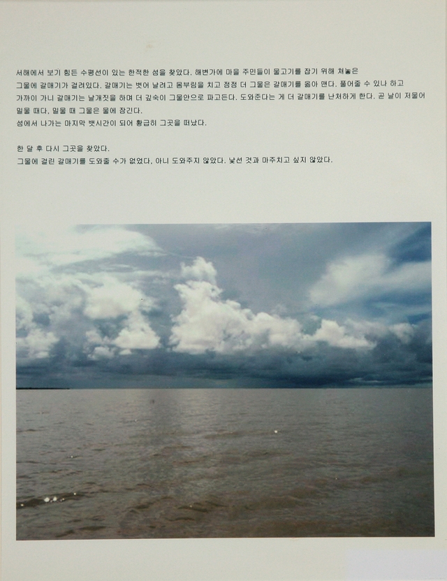 그물에 걸린 갈매기