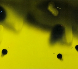 the three fulit 2013 210