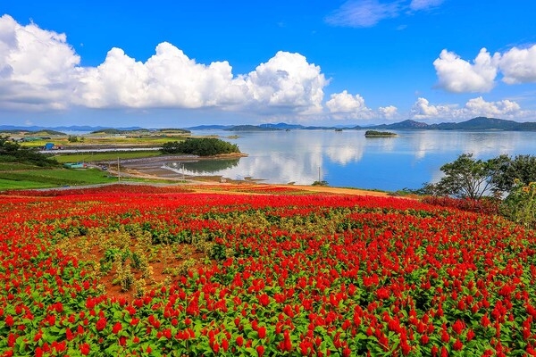 사용자 이미지 6C7A0541맨드라미완성_1.jpg