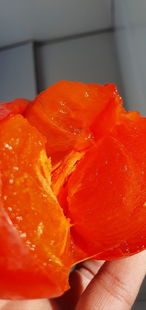 직접 농사지은 청도 반시 판매합니다 이미지 1