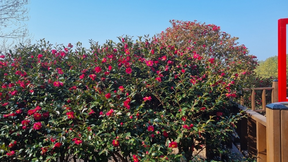 2026년 2월 20일 애기동백 개화상태 3