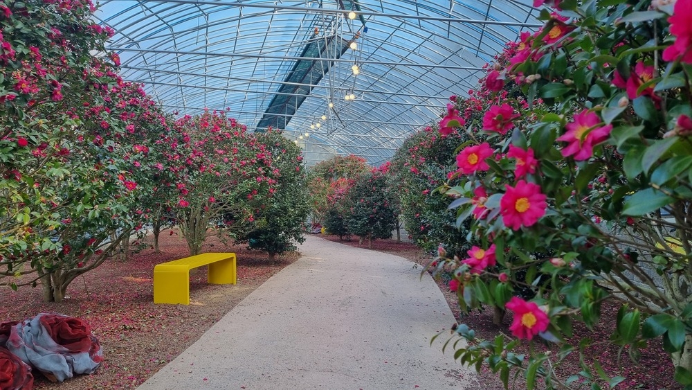 2026년 2월 20일 애기동백 개화상태 1