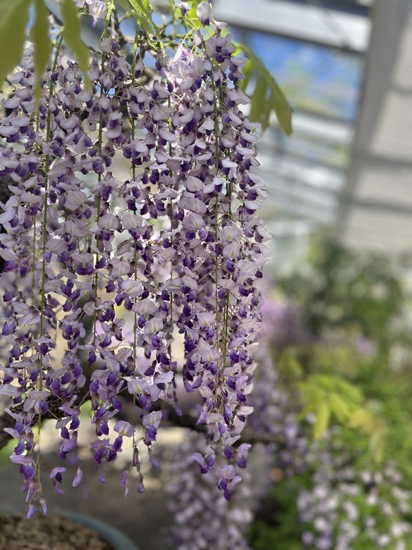 등나무 분재꽃 전시 2