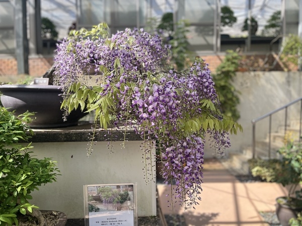 등나무 분재꽃 전시 1