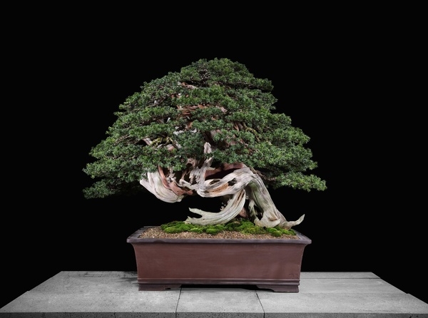 주목나무 분재 특별전 1