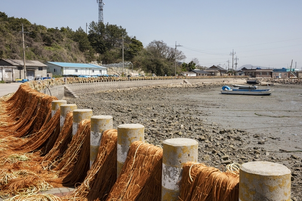 암태 당사도 김양식 2