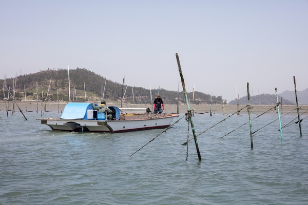 암태 당사도 김양식 3