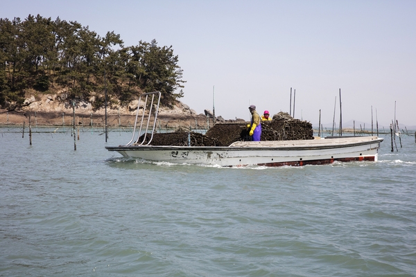 암태 당사도 김양식 4