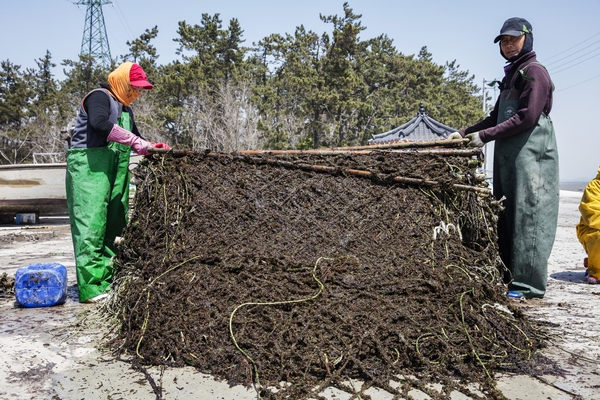 암태 당사도 김양식 5