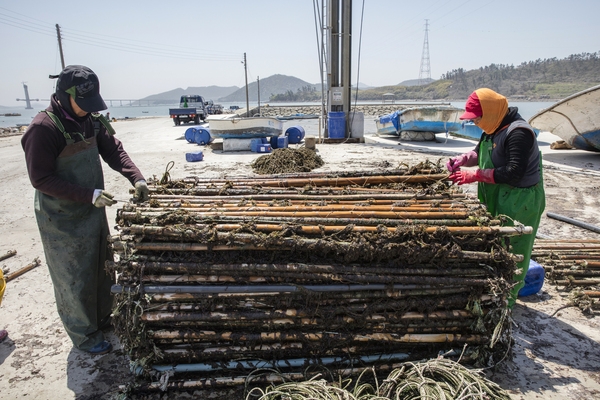 암태 당사도 김양식 6