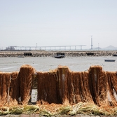 암태 당사도 김양식