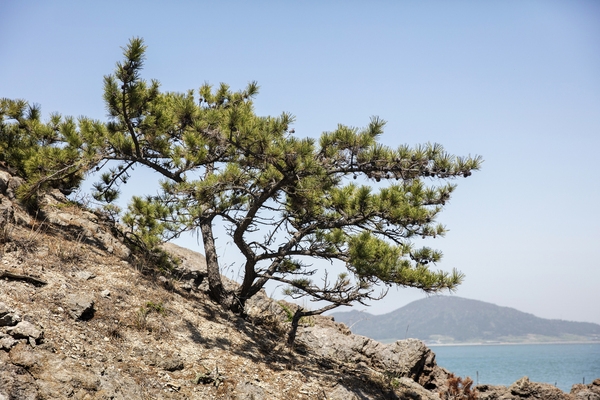 암태 당사도 이순신장군 숙영지 2