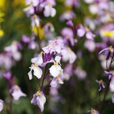 안좌읍 박지도 유채꽃