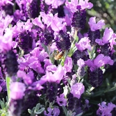 안좌읍 박지도 라벤더 001