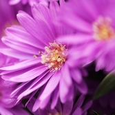 안좌도 아스타 001