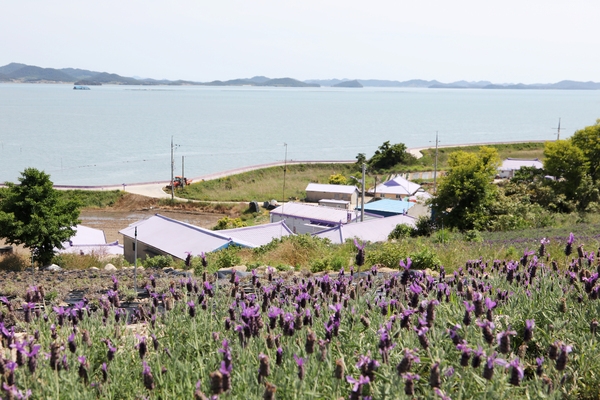 안좌면 퍼플섬 라벤더 002 6
