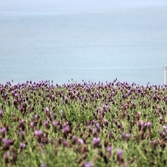 안좌면 퍼플섬 라벤더 002