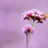 안좌면 퍼플섬 버들마편초 002