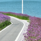 안좌면 퍼플섬 버들마편초 003