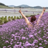 안좌면 퍼플섬 버들마편초 004