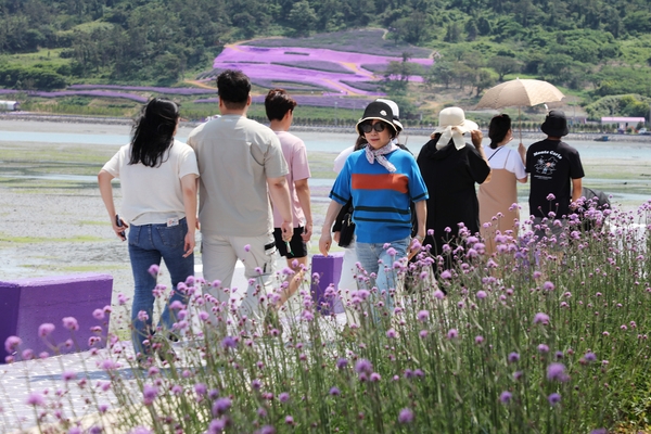 안좌며 퍼플섬 힐링걷기대회 001 4