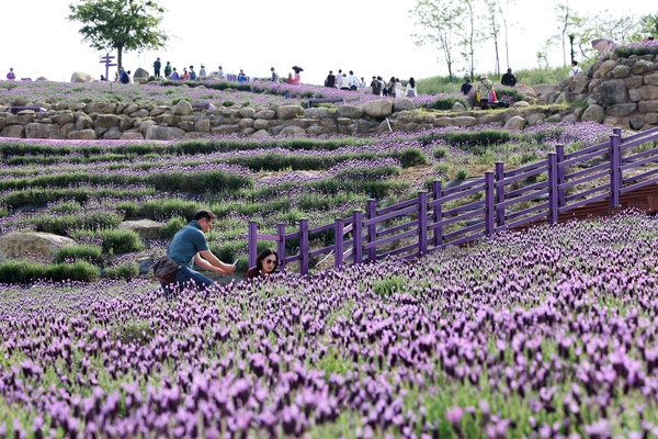 안좌면 퍼플섬 라벤더 001 2