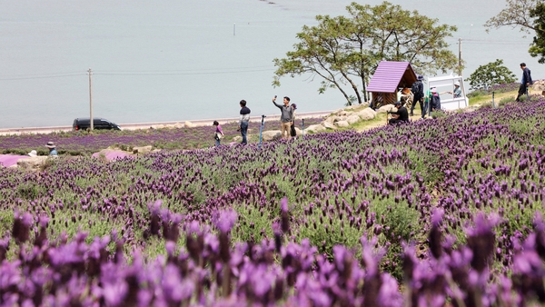 안좌면 퍼플섬 라벤더 001 3