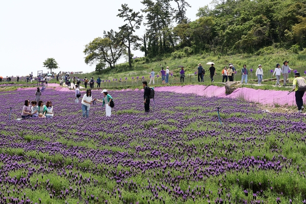 안좌면 퍼플섬 라벤더 001 4