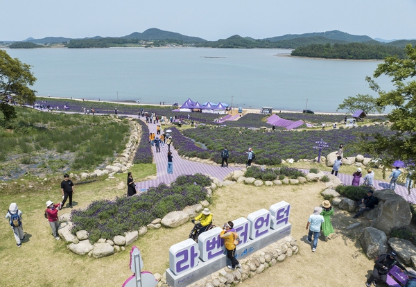 안좌면 퍼플섬 라벤더 001 5