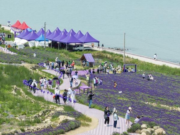 안좌면 퍼플섬 라벤더 001 6