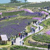 안좌면 퍼플섬 라벤더 001