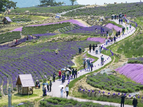 안좌면 퍼플섬 라벤더 001 1